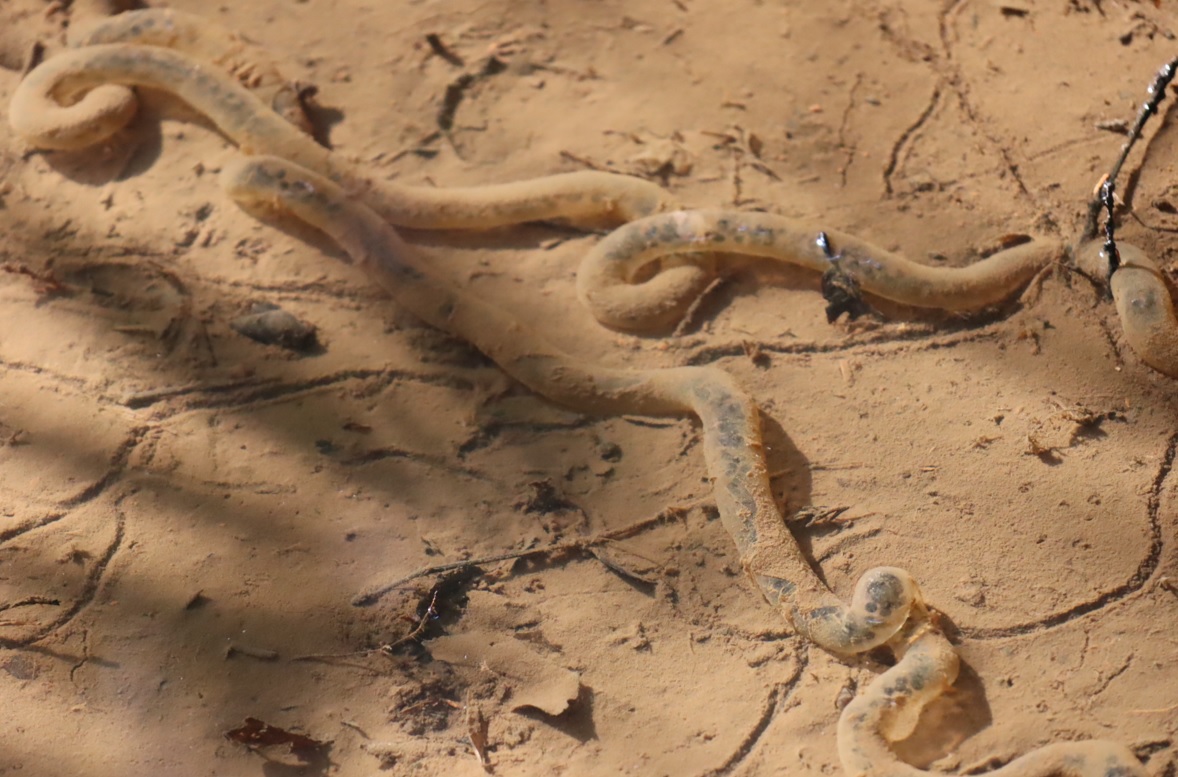 里山Y 一の沢 上の池から下の池に通じる小さな流れ アズマヒキガエルの卵塊_2022年3月24日15時50分頃_気温14度
